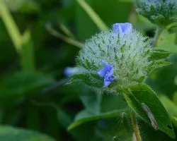 Jacquemontia tamnifolia 