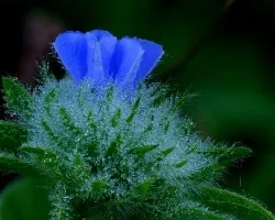 Jacquemontia tamnifolia 