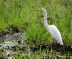 Ardea alba