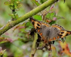 Junonia evarete evarete