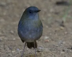 Catharus gracilirostris