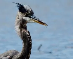 Ardea herodias
