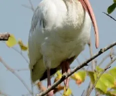 Eudocimus albus