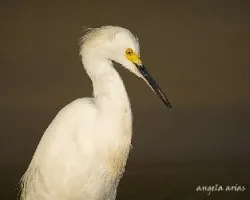 Egretta thula