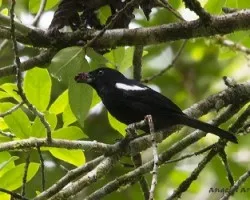 Tachyphonus luctuosus