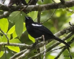 Tachyphonus luctuosus