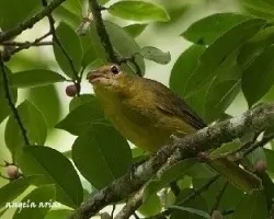 Tachyphonus luctuosus
