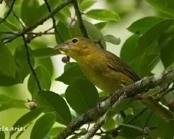 Tachyphonus luctuosus