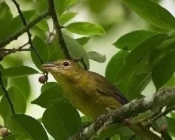 Tachyphonus luctuosus