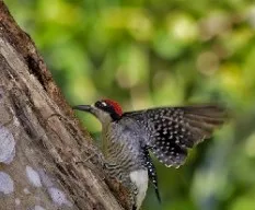 Melanerpes pucherani