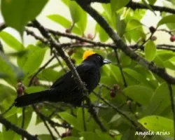 Tachyphonus delatrii