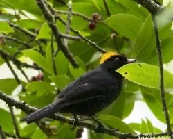 Tachyphonus delatrii