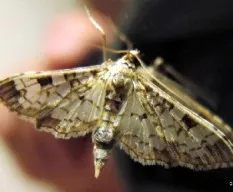 Polilla en el espejo