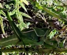 Staleochlora viridicata