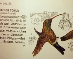 Chlorostilbon aureoventris