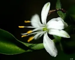 Chlorophytum comosum