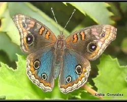Junonia genoveva hilaris