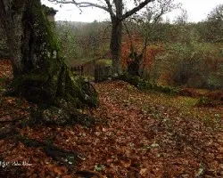 Los colores de invierno