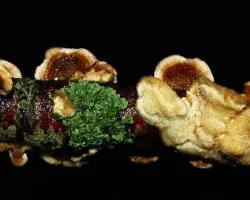 Un pedacito de palo lleno de vida