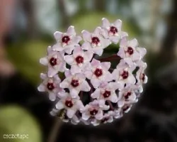 Hoya carnosa