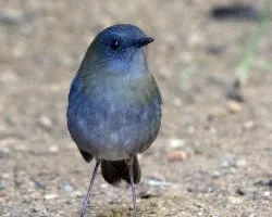 Catharus gracilirostris