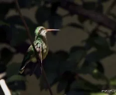 Chlorostilbon aureoventris