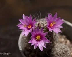 Flores de cactus