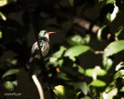 Chlorostilbon aureoventris