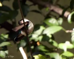 Chlorostilbon aureoventris