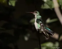 Chlorostilbon aureoventris