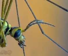 Nephrotoma appendiculata