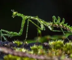 Pogonogaster tristani