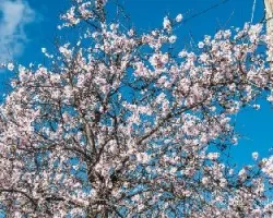 Almendro en flor