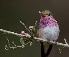 Selasphorus flammula