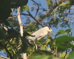 Nycticorax nycticorax