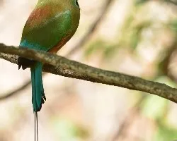 Eumomota superciliosa