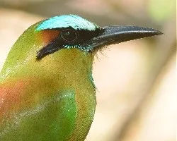 Eumomota superciliosa