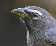 Saltator coerulescens