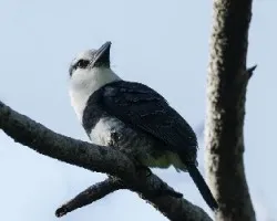 Notharchus hyperrhynchus