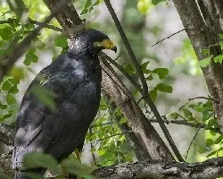 Buteogallus anthracinus