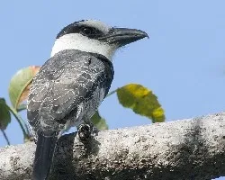 Notharchus hyperrhynchus