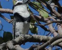 Notharchus hyperrhynchus