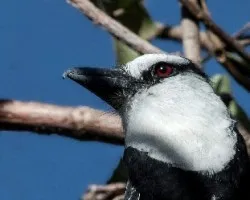 Notharchus hyperrhynchus