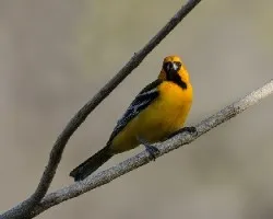 Icterus pustulatus