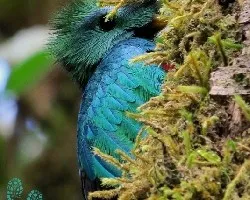 Pharomachrus mocinno