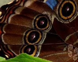 Escamas lepidópteras