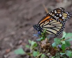 Danaus plexippus