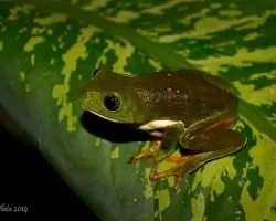 Pachymedusa dacnicolor