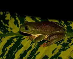 Pachymedusa dacnicolor