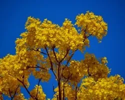 Handroanthus chrysanthus